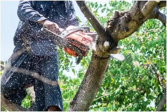 tree services Pomeroy